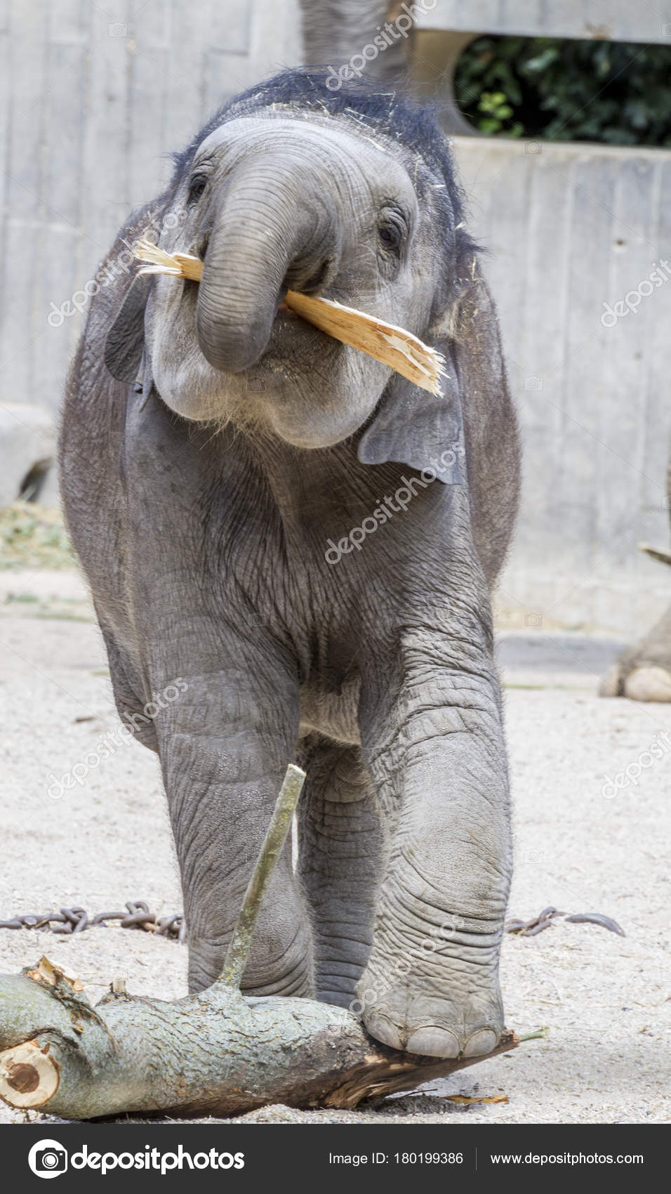 Afrique Bebe Elephant Jouant Avec Une Buche Bois Photographie Outsiderzone C Afrique Bebe Elephant Jouant Avec Une Buche Bois Photographie Outsiderzone C