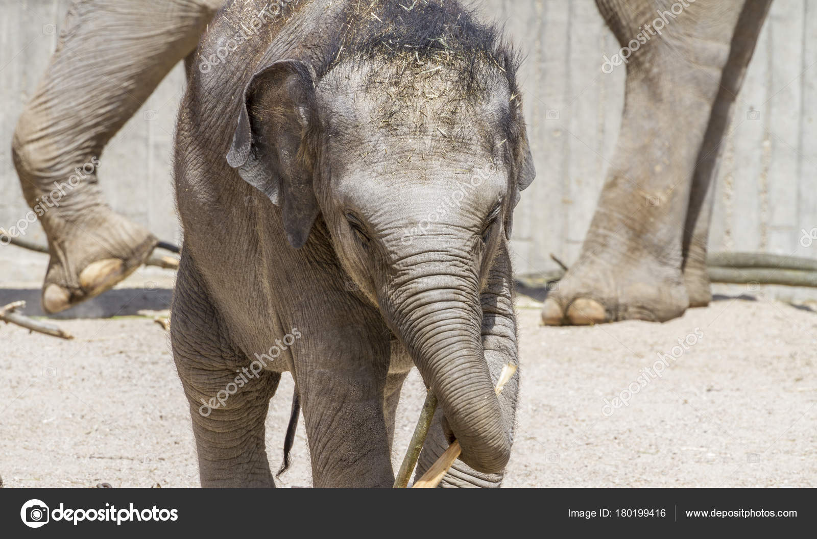 Safari Bebe Elephant Jouant Avec Une Buche Bois Image Libre De Droit Par Outsiderzone C Safari Bebe Elephant Jouant Avec Une Buche Bois Image Libre De Droit Par Outsiderzone C