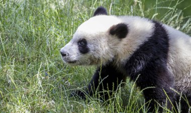 Güzel panda bir hayvanat bahçesinde çiçek ve ağaç dallarıyla oynuyor.