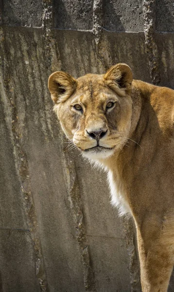 Mother Powerful Lioness Resting Wildlife Mammal Withbrown Fur — Stock Photo, Image