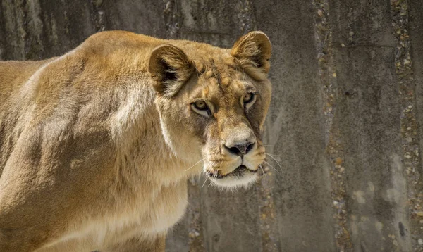 Mother Powerful Lioness Resting Wildlife Mammal Withbrown Fur — Stock Photo, Image