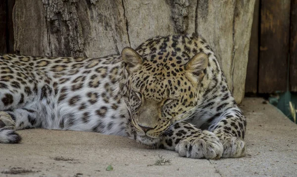 Selvagem Poderoso Leopardo Descansando Mamífero Vida Selvagem Com Pele Manchada — Fotografia de Stock