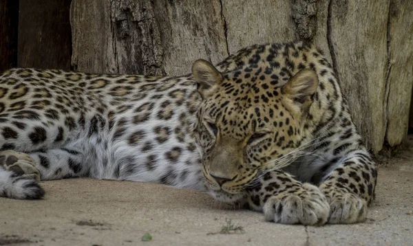 Дикие Мощные Леопарды Отдыхают Дикие Млекопитающие Пятнистой Кожей — стоковое фото