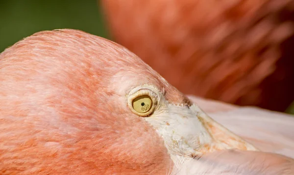 Vackra Grupp Flamingos Med Sina Långa Halsar Och Orange Färger — Stockfoto