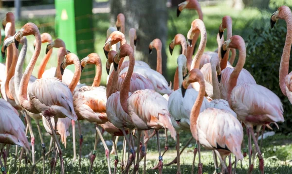 Piękny Egzotyczny Grupa Flamingów Ich Długie Szyje Pomarańczowy Kolory Pióra — Zdjęcie stockowe