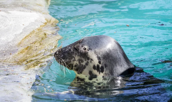 Swimming Seal Resting Sun Water — Stock Photo, Image