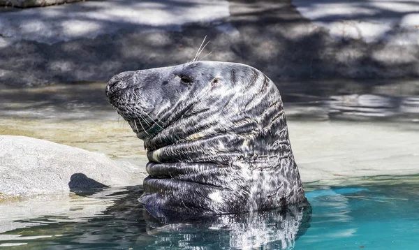 Swimming Seal Resting Sun Water — Stock Photo, Image
