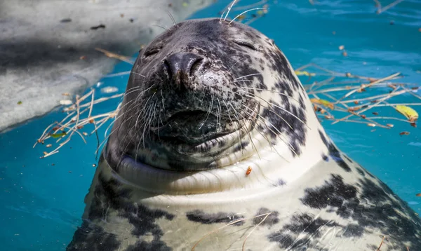 Swimming Seal Resting Sun Water — Stock Photo, Image