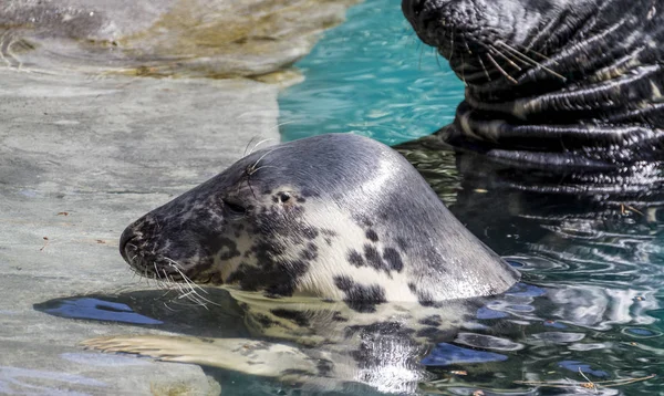 Nuoto Sigillo Che Riposa Sole Nell Acqua — Foto Stock