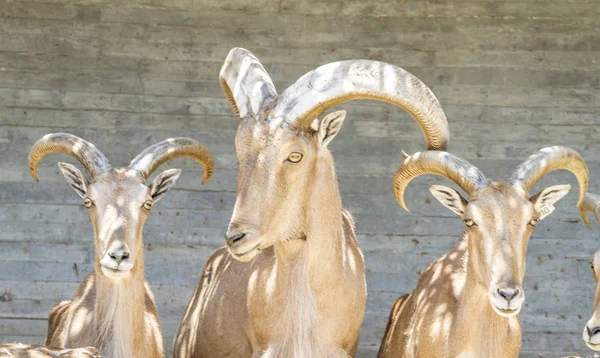 Grupo Cabras Montanha Mamíferos Familiares Com Chifres Grandes — Fotografia de Stock