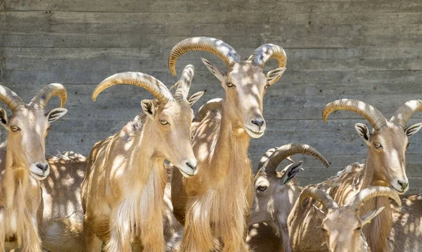 Grupo Cabras Montanha Mamíferos Familiares Com Chifres Grandes — Fotografia de Stock