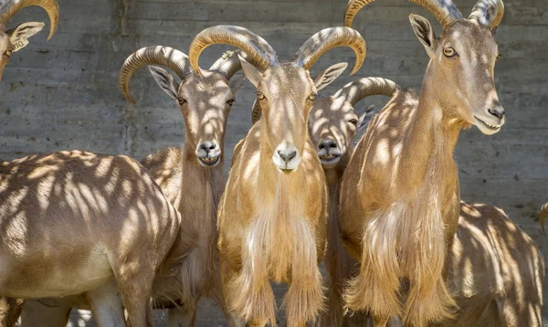 Ibex Group Mountain Goats Family Mammals Large Horns — Stock Photo, Image