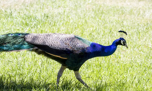 Elegant Majestätisk Vacker Påfågel Med Färgglada Fjädrar — Stockfoto