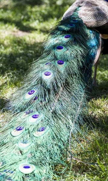 Elegante Majestoso Belo Pavão Com Penas Coloridas — Fotografia de Stock