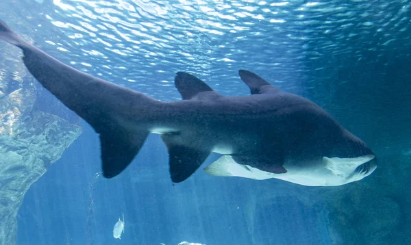 大白鲨 危险和巨大的鲨鱼在海上游泳 — 图库照片