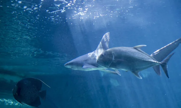 Tiburón Peligroso Enorme Nadando Bajo Mar — Foto de Stock