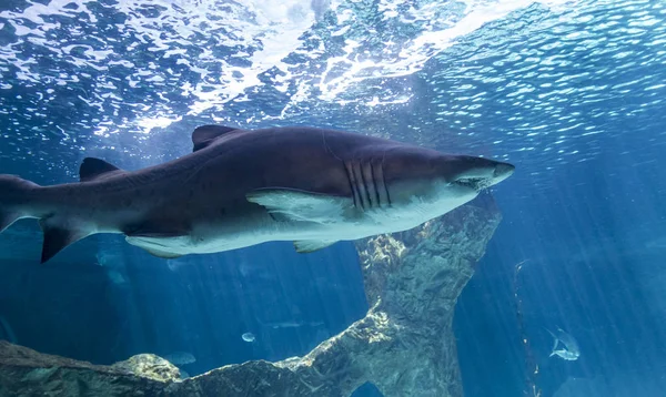 危险而巨大的鲨鱼在海底游泳 — 图库照片