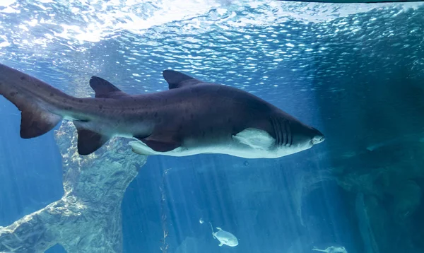 危险而巨大的鲨鱼在海底游泳 — 图库照片
