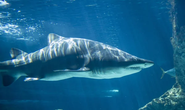 Опасная Огромная Акула Плавающая Водой — стоковое фото