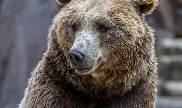 Nebezpečný Predátor Krásná Chlupatý Medvěd Hnědý Savec — Stock fotografie