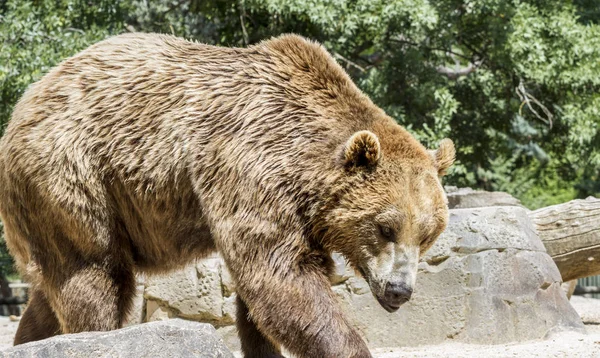 Predator Beautiful Furry Brown Bear Mammal — Stock Photo, Image