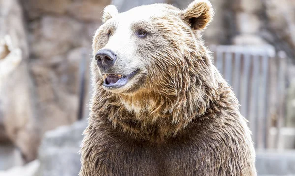 Raubtier Schöner Und Pelziger Braunbär Säugetier — Stockfoto