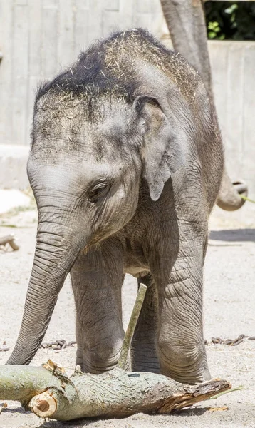 Safari Baby Elephant Playing Log Wood — Stock Photo, Image