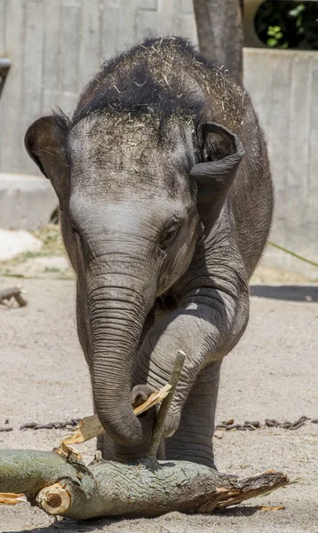 Safari Elefante Bebê Brincando Com Tronco Madeira — Fotografia de Stock