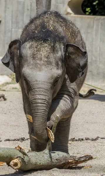 Safari Baby Elephant Playing Log Wood — Stock Photo, Image