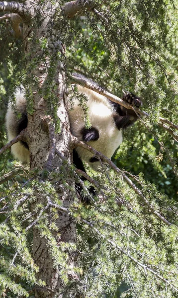 Beautiful Panda Bear Playing Flowers Branches Trees Zoo — Stock Photo, Image