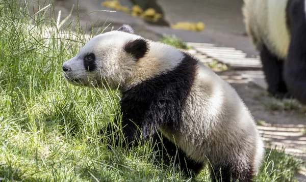Belo Urso Panda Brincando Flores Galhos Árvores Zoológico — Fotografia de Stock