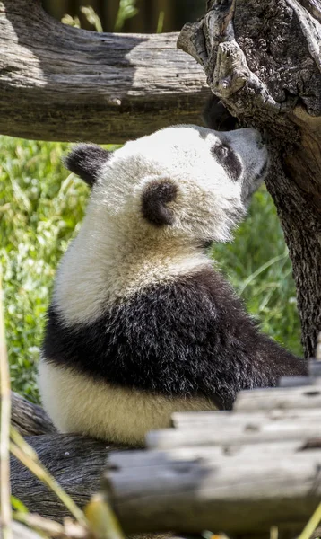 美しいパンダは動物園で花や木の枝で遊んでいます — ストック写真