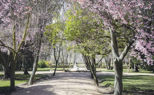 Flores Cerezo Jardín Ciudad Aranjuez Situado España —  Fotos de Stock