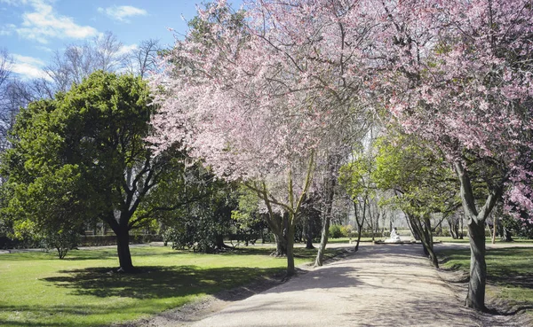 Fleurs Cerisier Dans Jardin Ville Aranjuez Situé Espagne — Photo
