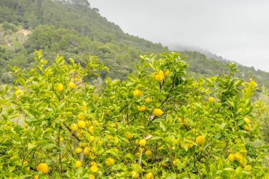 Ayrıntı ile taze sarı limon limon çiçek ve hasat almaya hazır
