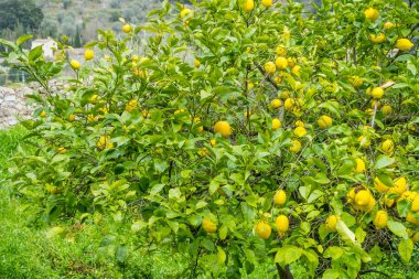 Ayrıntı ile taze sarı limon limon çiçek ve hasat almaya hazır