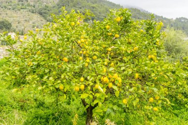 Ayrıntı ile taze sarı limon limon çiçek ve hasat almaya hazır