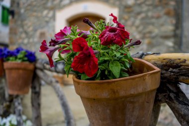 Pots hanging on the wall with flowers in the city of Valldemosa in the Balearic Islands Spain clipart