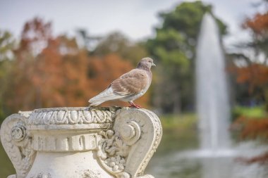 Retiro Park, Madrid, İspanya bir göl yanındaki çıkıntının üzerinde dinlenme serçeler grupları