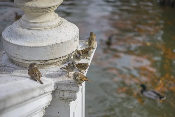 Группы Воробьев Отдыхают Выступе Рядом Озером Ретиро Парк Мадрид Испания — стоковое фото