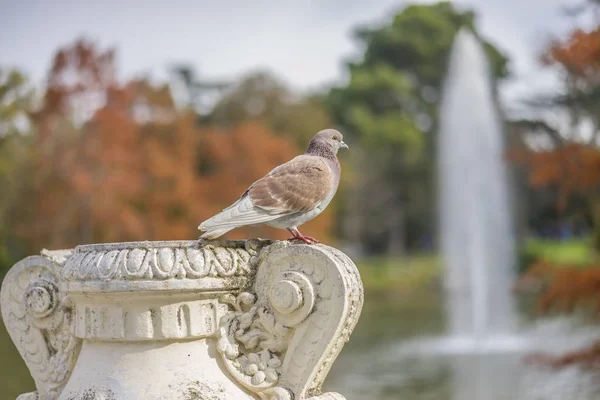 Grupos Pardais Descansando Uma Borda Lado Lago Parque Retiro Madri — Fotografia de Stock