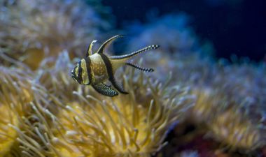 deniz mercan bankada güzel palyaço balığı