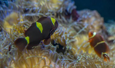 deniz mercan bankada güzel palyaço balığı