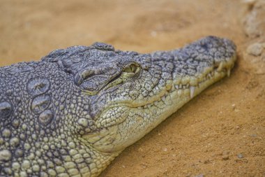 Portre bir timsah, timsah Afrika, Asya, Amerika ve Avustralya tropik boyunca canlı büyük su sürüngen vardır..