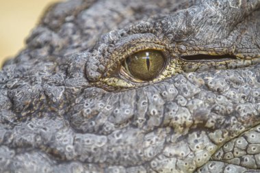 Timsah ya da timsah hayvanlar gözler portre, tehlikeli timsah göz detay