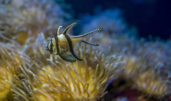 Tengeri Korall Bank Gyönyörű Bohóchal — Stock Fotó