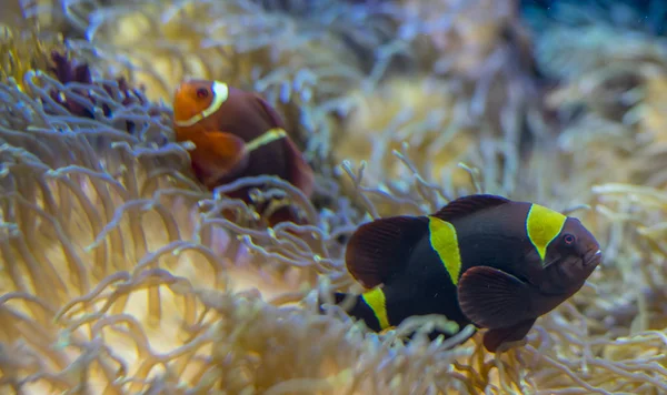 海の中のサンゴの銀行の美しいカクレクマノミ — ストック写真