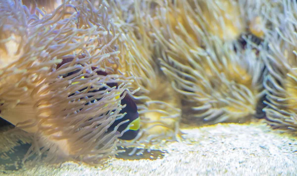 Όμορφη Clownfish Κοραλλιογενείς Τράπεζα Στη Θάλασσα — Φωτογραφία Αρχείου