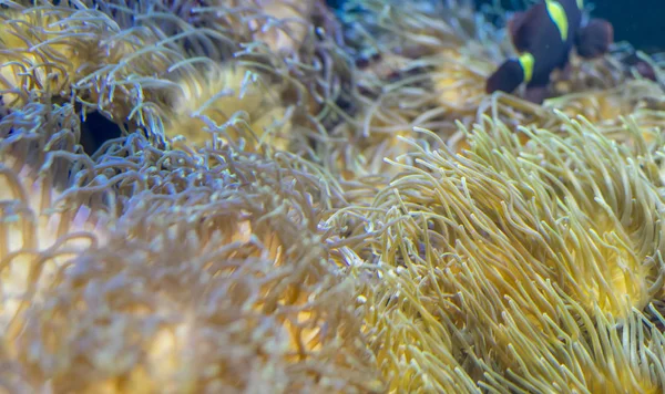 Όμορφη Clownfish Κοραλλιογενείς Τράπεζα Στη Θάλασσα — Φωτογραφία Αρχείου