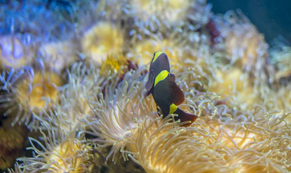 Våffla Clownfisk Korallbanken Havet — Stockfoto